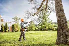 Best Tree Removal  in West Point, UT