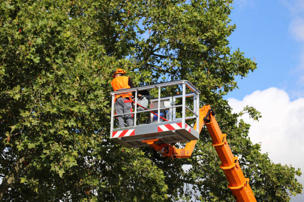 Best Tree Trimming and Pruning  in West Point, UT