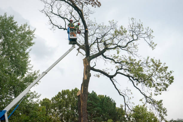  West Point, UT Tree Services Pros