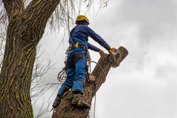 Best Aeration Services  in West Point, UT