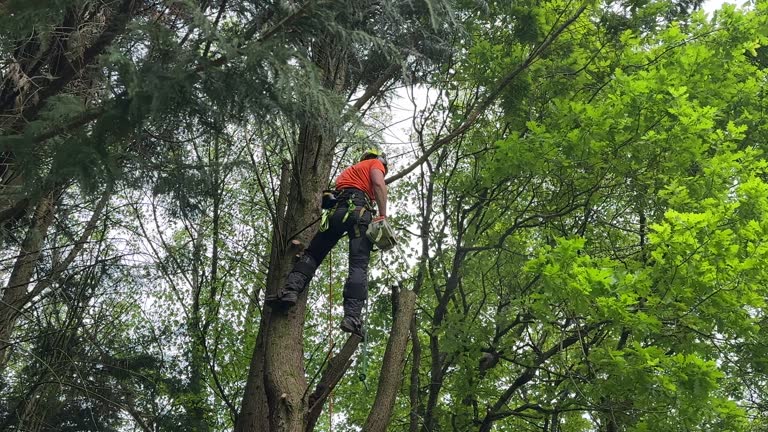 Best Root Management and Removal  in West Point, UT