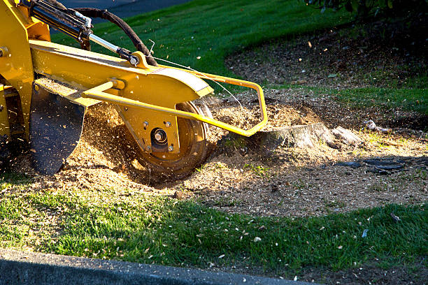 Why Choose Our Tree Removal Services in West Point, UT?