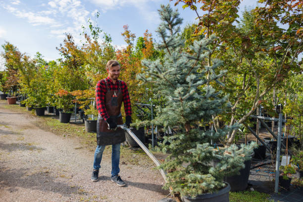 Reliable West Point, UT  Tree Services Solutions